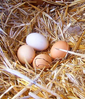 Яйца куриные фермерские